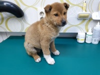 대구 서구 염색동단천로에서 갈색 강아지 구조