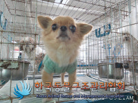 경기 연천 한탄강 식당 근처에서 치와와 발견 구조