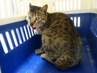 울산 동구 서부동 한의원 주차장에서 교통사고 고등어색 고양이 구조