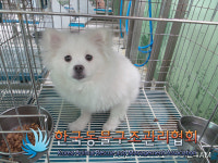 경기 김포 양촌읍 학운리에서 포메라니안 구조
