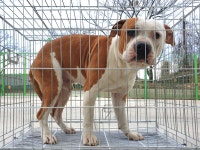 경기 이천 갈산동 증신로에서 흰적갈색 강아지 발견 구조