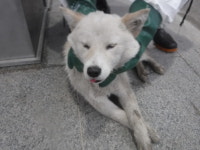 제주 서귀포시 표선에서 흰색 강아지 구조
