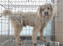 경기 여주 산북면 주어리에서 흰색 강아지 구조