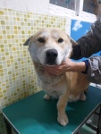 충남 아산 아산밸리로에서 강아지 세 마리 구조