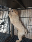 경북 경주 강동면 호명리에서 흰색 강아지 구조