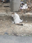 경북 경주 동천동에서 삼색 고양이 구조