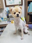 경남 통영 무전동 진우헬스장 근처에서 포메라니안 구조