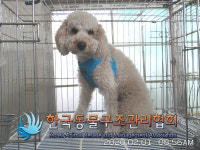 서울 강북구 미아동 SK아파트 소방서 앞에서 푸들 구조