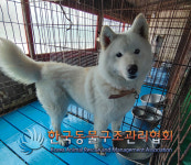 경기 김포 양곡사거리에서 흰색 강아지 구조