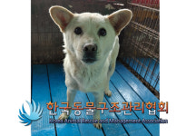 경기 김포 하성면 봉성리에서 흰색 강아지