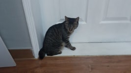 경북 경산 하양 사우나 앞에 버린 고양이 구조