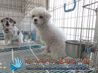 서울 금천구 가산동 빌라에서 말티푸 강아지 구조