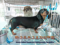 경기 의정부 용현동에서 닥스훈트 구조