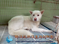 서울 성북구 정릉2동주민센터 맞은편에서 백구 구조