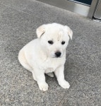 전남 진도 의신면 삼별초공원에서 흰색 강아지 구조