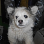 대구 달서 대곡파출소 부근에서 갈색 강아지 구조