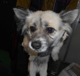 대구 달서 대곡파출소 부근에서 갈색 강아지 구조