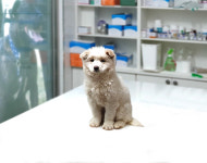 경기 여주 대신면 당산1리에서 흰색 강아지 구조