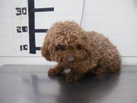 경기 가평 북면 우체국 주변에서 푸들 구조