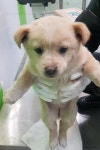 경기 성남 금토동270-1에서 갈색 강아지 구조