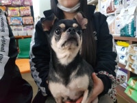 전북 전주 평화동 맥도날드 근처에서 치와와 구조