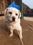경북 고령 대가야읍 축산기계점 주변에서 흰색 강아지 구조