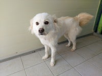 경북 포항 신광면 요양병원 인근에서 흰색 강아지 구조