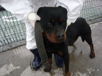 제주 제주시 서문치안센터에서 롯트와일러 구조