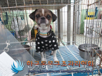 서울 성동구 금호동 도로에서 흰색도트옷 시츄 구조