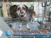 서울 성동구 금호동 도로에서 줄무늬옷 시츄 구조