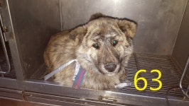 인천 계양 병방동에서 갈검색 강아지 구조