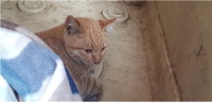 대전 대덕 대전로에서 황색 고양이 구조