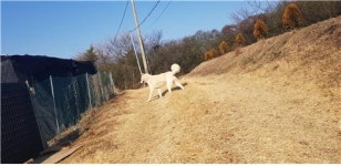 대전 대덕구 비래초등학교 주변에서 진돗개 구조