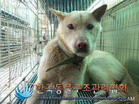 경기 포천 영중면 호국로에서 흰색 강아지 구조