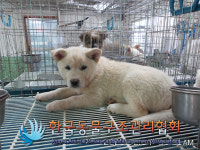 경기 동두천 생연동 못골생태공원에서 흰갈색 강아지 구조