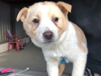 경기 안양 임곡로에서 백갈색 강아지 구조