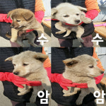 부산 강서 대저2동에서 흰색 강아지 구조