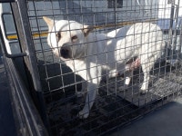 충남 천안 성거읍에서 목줄괴사 진돗개 구조