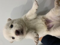 전북 고창 부안면 복분자로에서 들개 새끼 구조