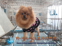 서울 중랑구 용마폭포공원에서 라이언컷 포메라니안 구조