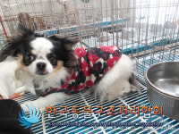 서울 성북구 장위1동에서 빨검색옷 치와와 구조