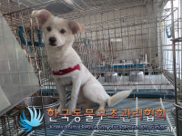 서울 서대문 북가좌동 증가성결교회 인근에서 갈흰색 강아지 구조