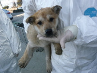 서귀포시 1100로에서 갈색 강아지 구조