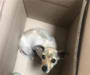 경남 고성 공룡로에서 임신추정 흰색 강아지 구조