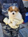 충남 당진 대운산리 하천 부근에서 흰노색 강아지 구조