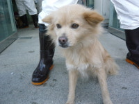 제주 서귀포 녹차분재로에서 갈색 강아지 구조