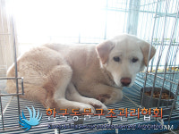 경기 양주 평화로에서 흰색 강아지 구조