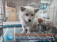 경기 의정부 동일로에서 갈흰색 강아지 구조