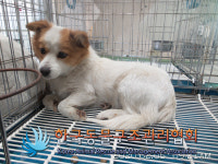 경기 의정부 동일로에서 갈흰색 강아지 구조