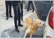 대전 중구 부사동 보운초교 주변에서 골든 리트리버 구조